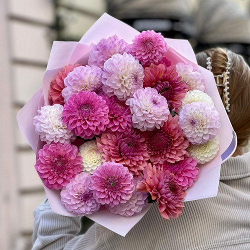 Mix of 25 Pink Dahlias «Autumn Berries»