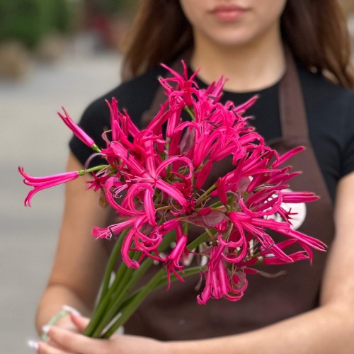 Exotic Nerine