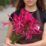 Exotic Nerine