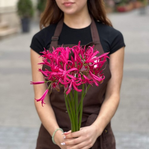 Exotic Nerine
