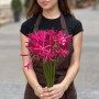 Exotic Nerine