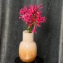 Exotic Nerine