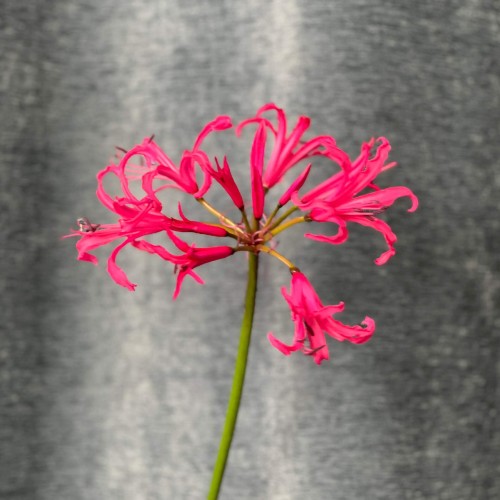 Exotic Nerine