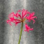 Exotic Nerine