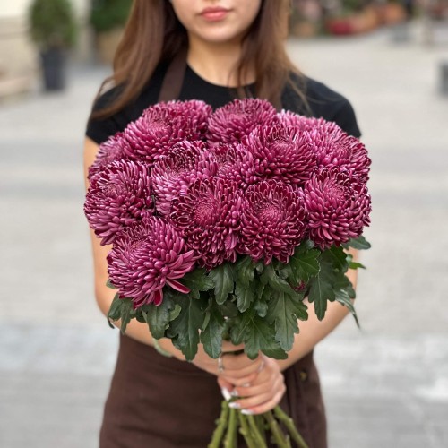 Хризантема Bigoudi Purple