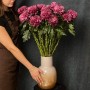 Хризантема Bigoudi Purple