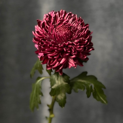 Хризантема Bigoudi Purple