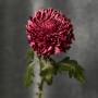 Хризантема Bigoudi Purple