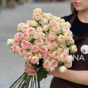 Кущова півонієвидна троянда Sweet Giselle