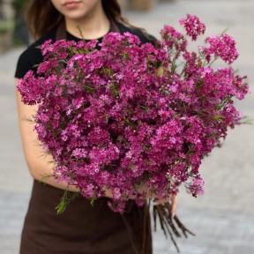 Хамелациум Purple Rain