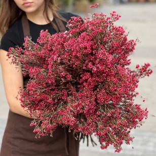 Red Bunch Chamelaucium