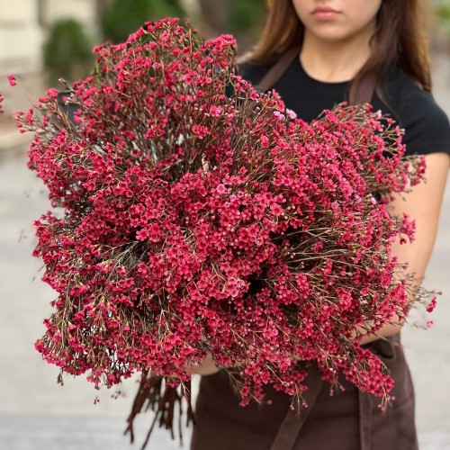 Red Bunch Chamelaucium