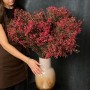 Red Bunch Chamelaucium