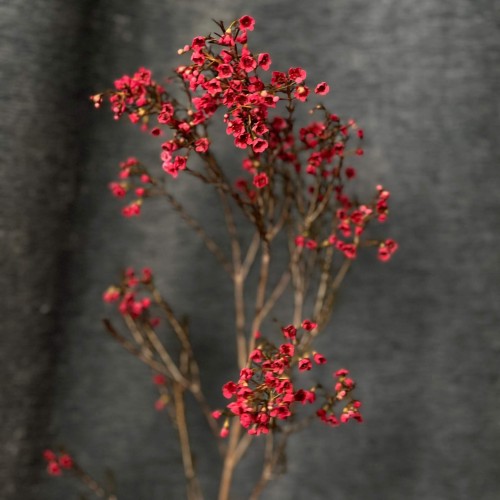 Red Bunch Chamelaucium