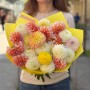 Mix of 25 Dahlias «Apricot Confiture»