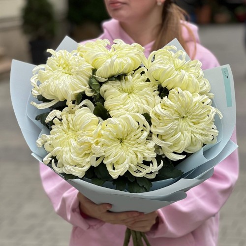 7 розкішних об'ємних хризантем Vienna White у букеті «Дотик ангела»