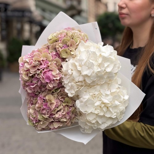 Bouquet of 5 Hydrangeas «Strawberry Ice Cream»