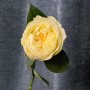 Півонієвидна троянда Antonia Garden