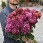 Хризантема Bigoudi в асортименті