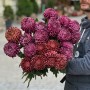 Хризантема Bigoudi в асортименті
