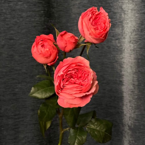 Boomerang Spray Peony Rose