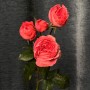 Boomerang Spray Peony Rose