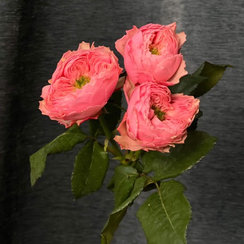 Northanger Abbey Spray Peony Rose