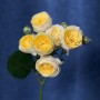 Lemon Trendsetter Spray Peony Rose