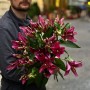 Tropical Dragon Lily