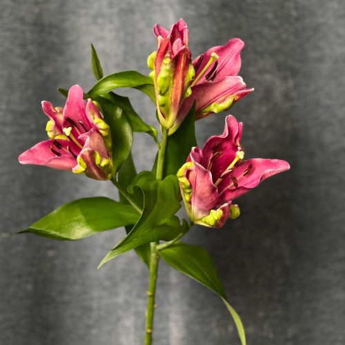 Tropical Dragon Lily