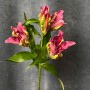 Tropical Dragon Lily
