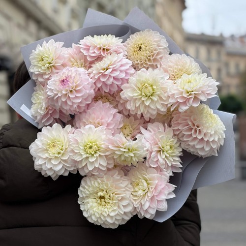 Bouquet of 25 Light-Colored Dahlias «Queen of the Garden»
