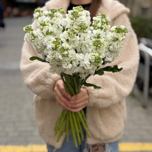 White Matthiola