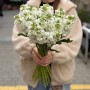 White Matthiola
