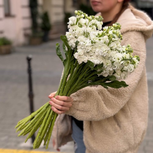 White Matthiola