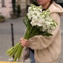 White Matthiola