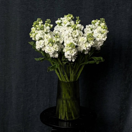 White Matthiola