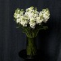 White Matthiola