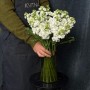 White Matthiola
