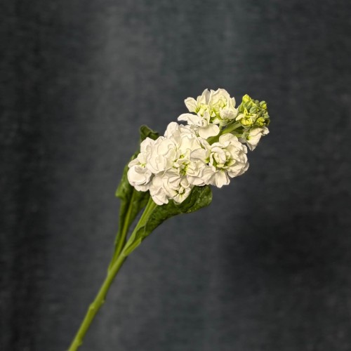 White Matthiola