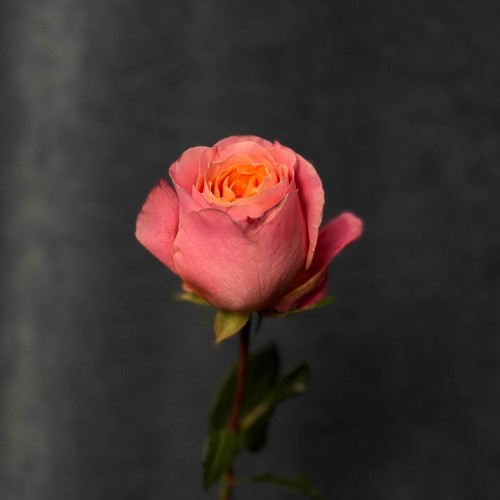 Bit More Peony-Style Rose