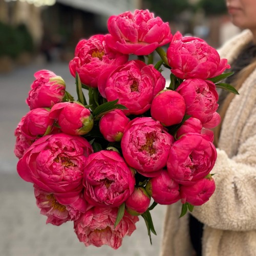 Півонія Coral Charm