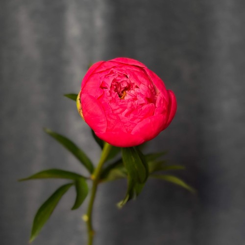 Півонія Coral Charm