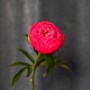 Півонія Coral Charm