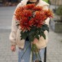 Хризантема Safina
