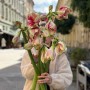 Amaryllis