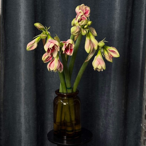 Amaryllis