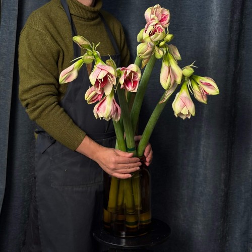 Amaryllis