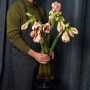 Amaryllis