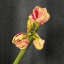 Amaryllis